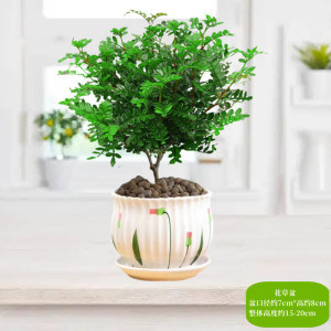 [补贴10%]清香胡椒木盆栽花卉室内外驱蚊草植物树苗老桩盆景九里香绿植客厅