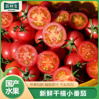 [苏鲜生]新鲜千禧小番茄 净重2.8斤 现摘番茄水果自然熟孕妇蔬菜西红柿