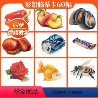 [正版]彩铅临摹卡综合篇2022一线美誉步骤对应美术绘画卡片兴趣高清原创