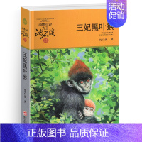 王妃黑叶猴 [正版]古剑军犬野鸽沈石溪小学四年级五年级全集全套书浙江少年儿童出版社非注音版完整版动物小说大王品藏书系课外