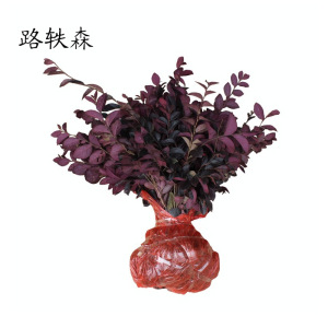 路轶森 红继木 0.8m