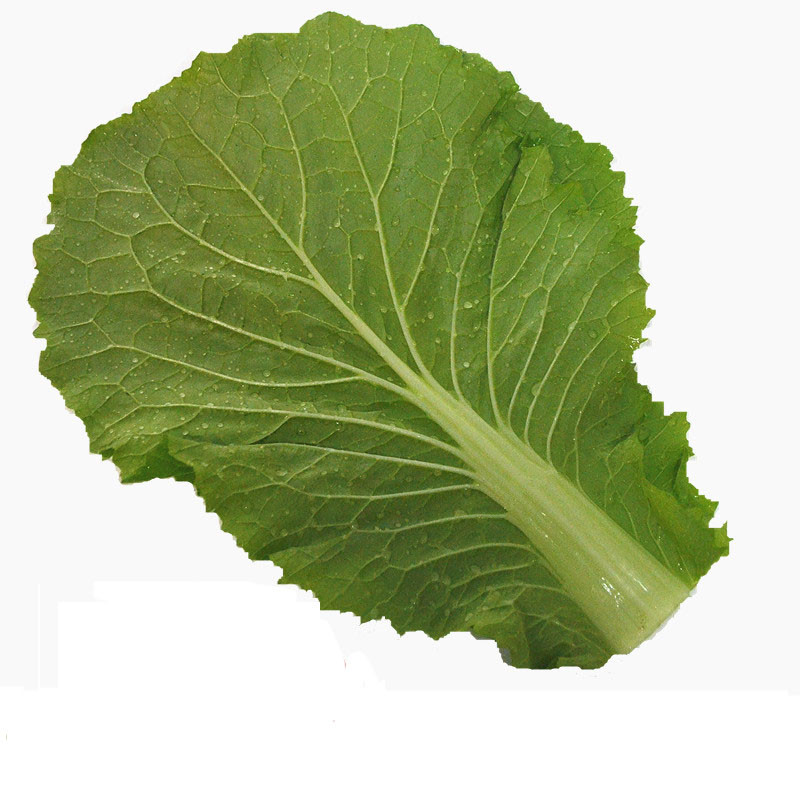 新鲜大白菜叶 饭包菜叶 包菜包饭白菜叶 20片装 蘸酱菜 东北特产饭包
