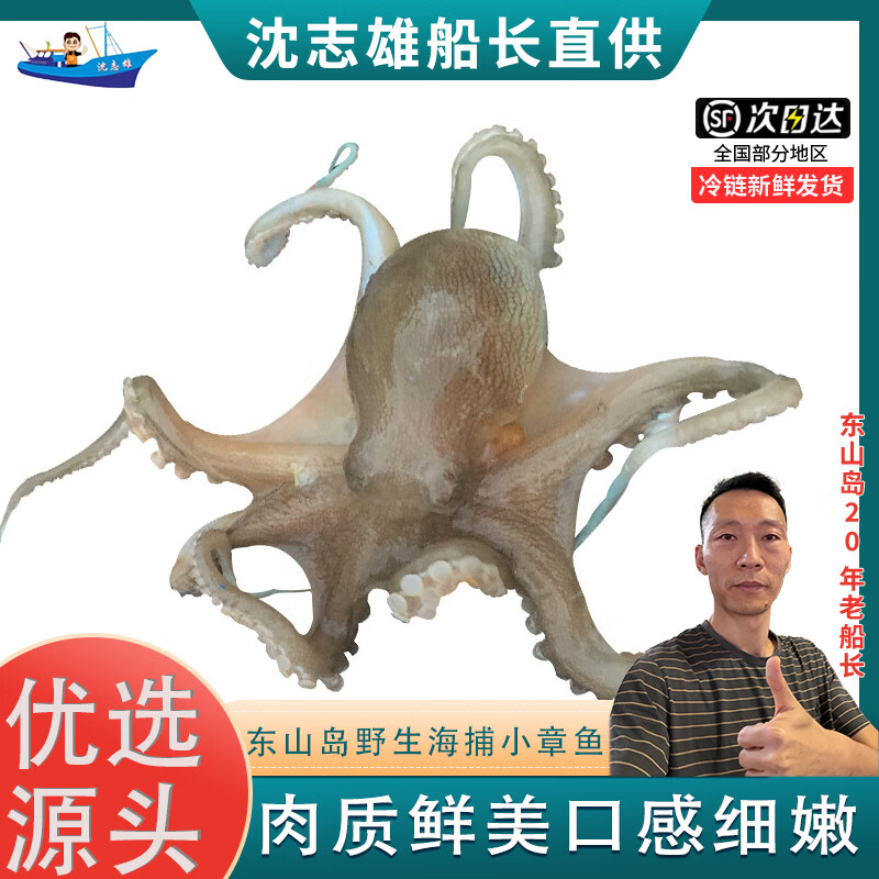 沈志雄船长 东山岛海鲜海捕小章鱼八爪鱼 盒装 400g/盒 共2盒 火锅海鲜礼包