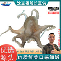 沈志雄船长 东山岛海鲜海捕小章鱼八爪鱼 盒装 400g/盒 共2盒 火锅海鲜礼包