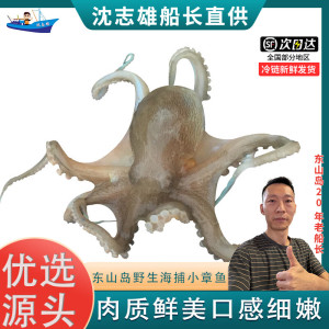 沈志雄船长 东山岛海鲜海捕小章鱼八爪鱼 盒装 400g/盒 共2盒 火锅海鲜礼包