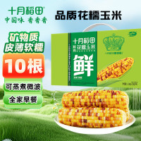 十月稻田 花甜糯玉米4.4斤(220g*10根) 杂粮礼盒 早餐零食 微波即食