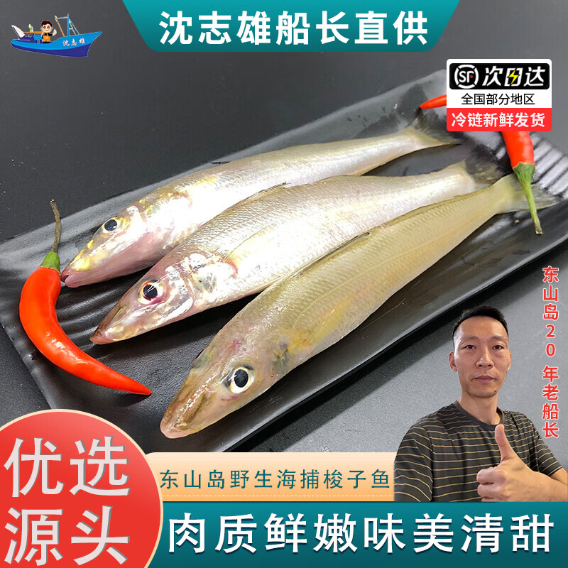 沈志雄船长 东山岛海鲜海钓梭子鱼沙尖鱼 16-24条 /1000g 金梭鱼海鲜礼包