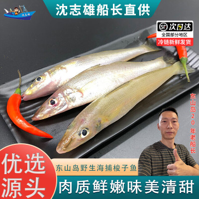 沈志雄船长 东山岛海鲜海钓梭子鱼沙尖鱼 16-24条 /1000g 金梭鱼海鲜礼包