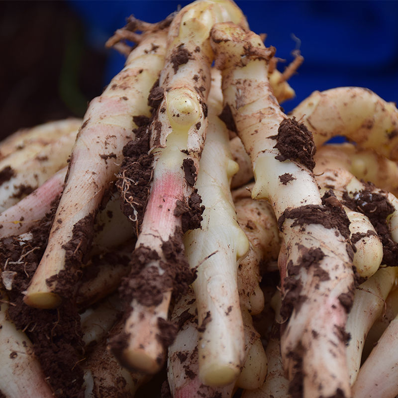 赛卡伊 四川农家新鲜仔姜嫩仔姜嫩姜 新鲜嫩姜 芽子姜嫩姜姜芽带泥仔