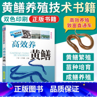 [正版]高效养黄鳝养殖书籍大全水产养殖书黄鳝养殖技术大全黄鳝网箱养殖技术书籍养黄鳝技术 黄鳝养殖技术黄鳝病害防治技术养