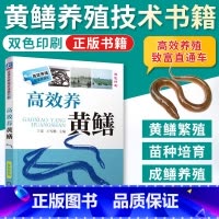 [正版]高效养黄鳝养殖书籍大全水产养殖书黄鳝养殖技术大全黄鳝网箱养殖技术书籍养黄鳝技术 黄鳝养殖技术黄鳝病害防治技术养