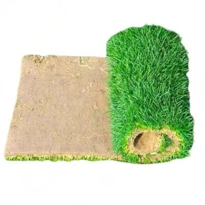 诚智旺 草坪 草皮 QCP-1/平方米