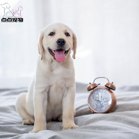 [点点宠物]宠物狗狗拉布拉多犬幼犬 纯种血统级短毛拉布拉多导盲犬 赛级大骨架高智商拉布 家养宠物狗 可视频挑选 包健康