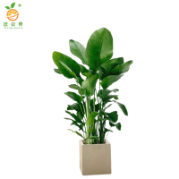 廷豪果 天堂鸟 150-170cm /盆
