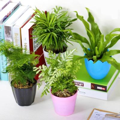 （含盆）办公绿植四季花卉组合盆景含花盆带土清新空气室内绿植盆栽花卉生活日用家庭清洁园艺用品花卉绿植盆栽