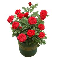 诚智旺 月季 YJH-1 棵