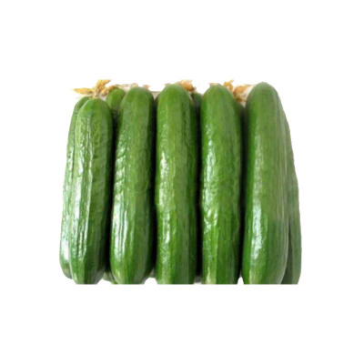 津沽园艺蔬菜种子水果黄瓜种子日本小黄瓜品种庭院植物