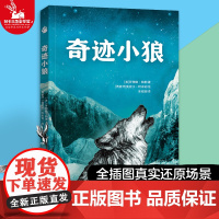 [正版]奇迹小狼 勇气、爱、责任8-14岁中小学生书籍儿童文学初中生一二三四五六年级课外阅读书籍课外故事书