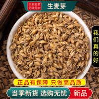 甄选生麦芽100克煮水泡茶大麦麦芽生大麦芽茶另售山楂9260
