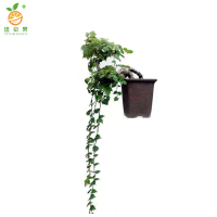 廷豪果 爬墙虎 0.5cm /棵