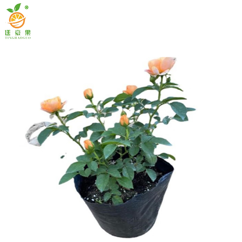 廷豪果 长春花 红粉黄 /颗