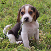 比格犬幼犬 宠物狗比格犬狗狗活体纯种双血统短毛猎兔犬比格鲁中小型高智商家庭犬比格打猎狗视频挑选包健康