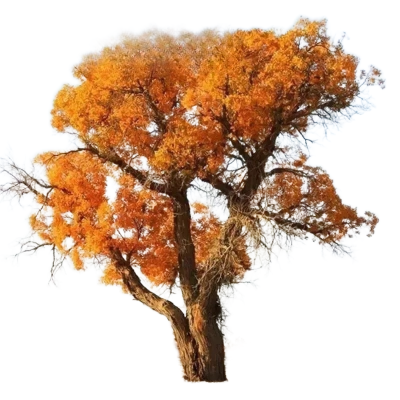 诚智旺 胡杨 胸径10cm土球≥80cm/束