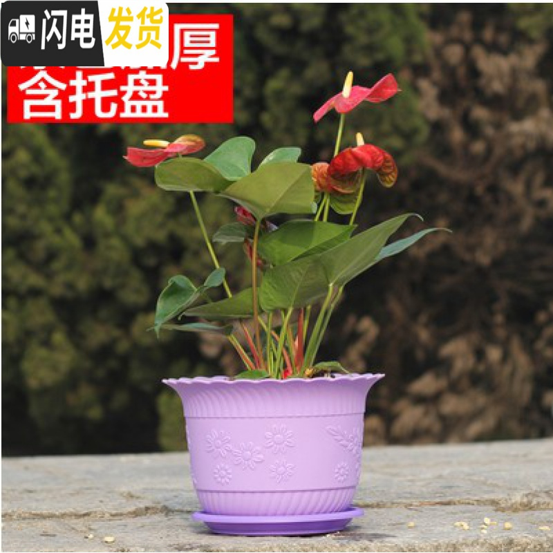 三维工匠波浪花边莲花盆塑料树脂仿陶型大花盆多肉绿萝花盆可水培送托盘 紫色[开孔留言] 大号[口径23cm]7个花盆容器