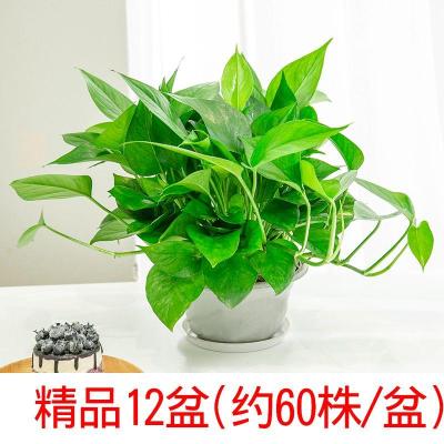 绿萝盆栽室内弹痕净化空气绿萝长藤垂吊水培植物盆景大绿箩180精品绿萝12盆带盆栽好