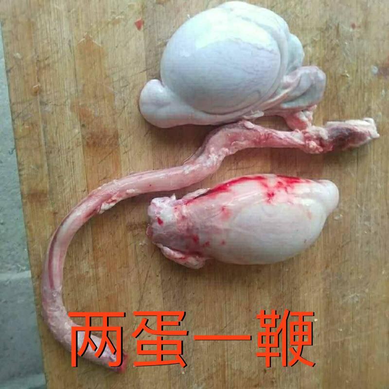 赛卡伊 羊宝新鲜羊蛋现杀羊鞭羊球羊三宝生鲜羊生殖器煲汤烧烤刷火锅