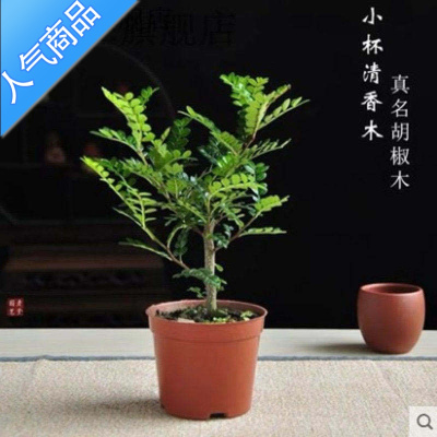 室内驱虫植物价格 室内驱虫植物最新报价 室内驱虫植物多少钱 苏宁易购