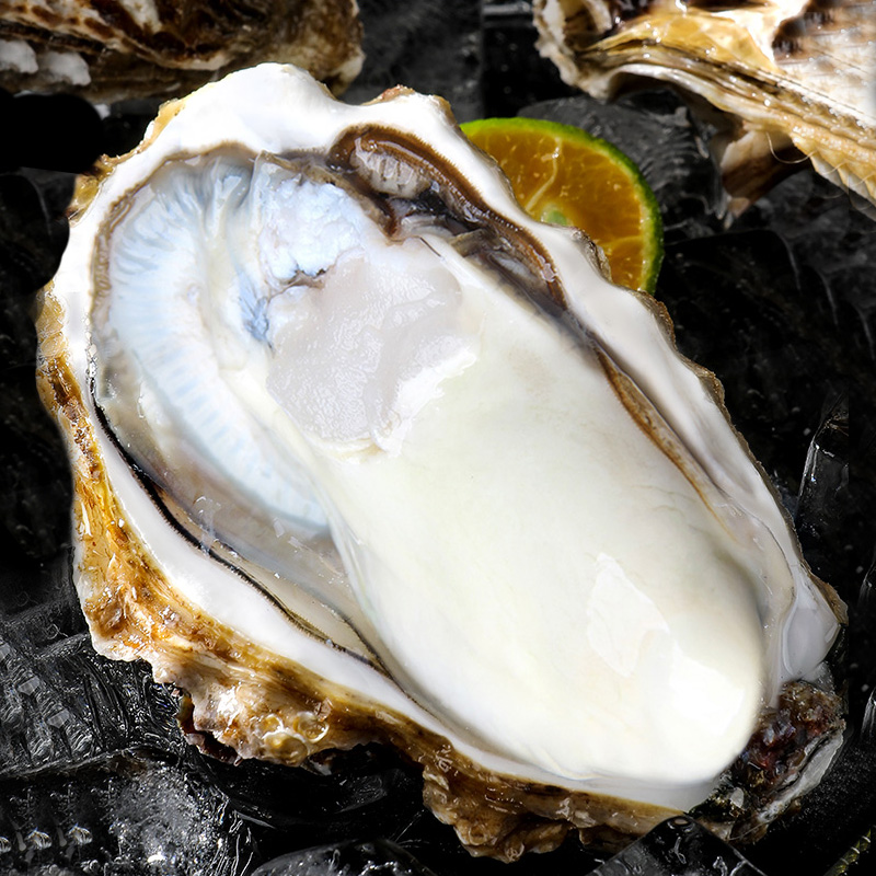 单个200g-250g 牡蛎海蛎子 生鲜贝类 海鲜水产 星优选