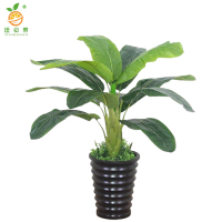 廷豪果 芭蕉树 高1.5-2m /棵