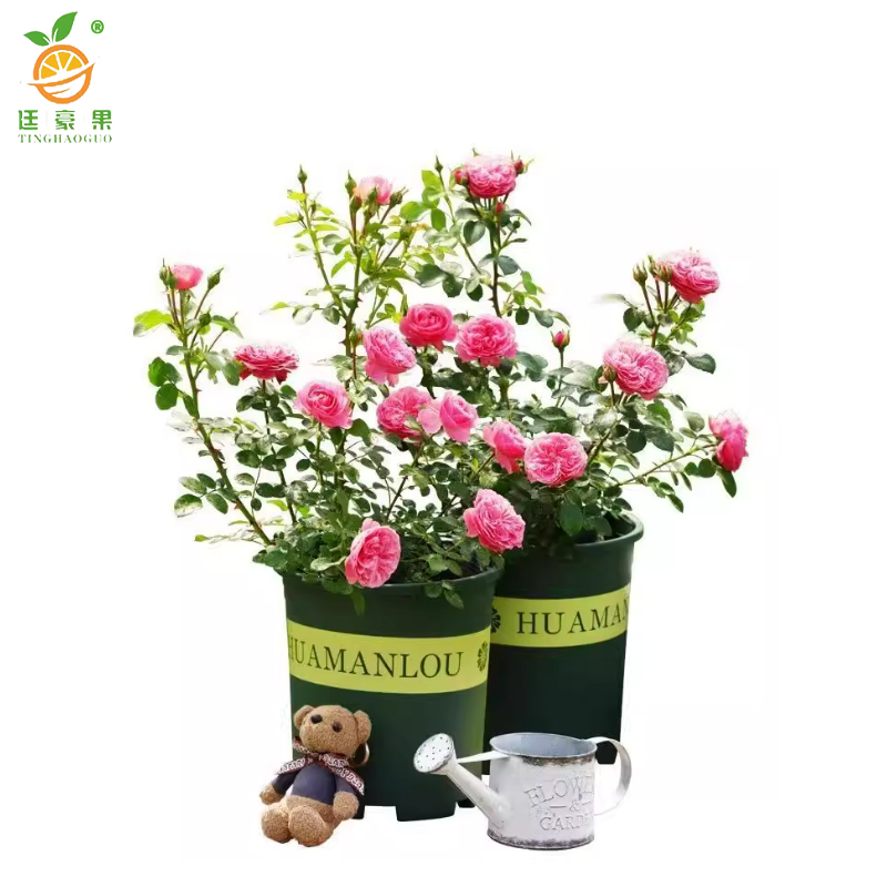 廷豪果 蔷薇花盆栽 40cm高 /棵