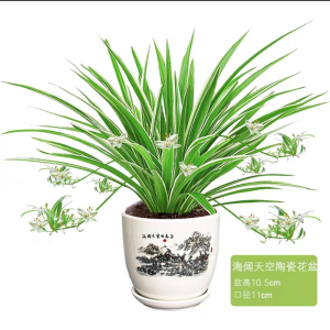[补贴10%]金边吊兰盆栽花卉植物室内花净化空气绿植水培垂吊客厅甲醛阳台