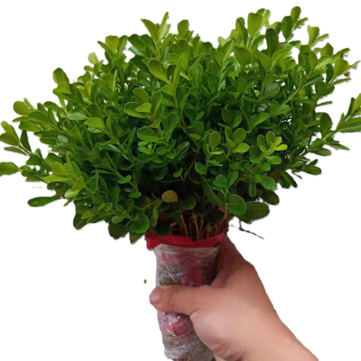 诚智旺 小叶黄杨树苗 高50-60cm100棵 /捆