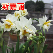 秋冬花卉图片 秋冬花卉图片大全 苏宁易购