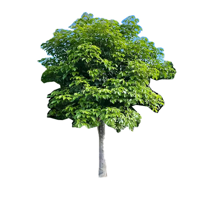 海铁科技秋枫树2.5-3米高/棵