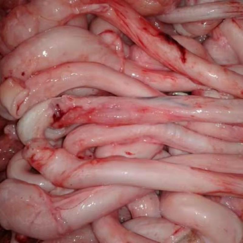 赛卡伊 新鲜猪鞭散养土猪猪肉去油猪鞭现杀现取烧烤火锅煲汤食材 新鲜