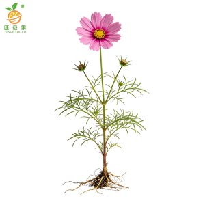 廷豪果 一年生多年生草花 THG-CH001 棵