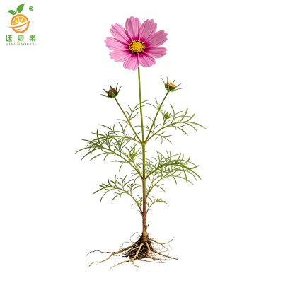 廷豪果 一年生多年生草花 THG-CH001 棵