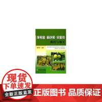 菠萝蜜 面包果 尖蜜拉栽培与加工