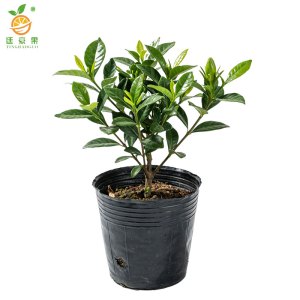 廷豪果 小叶栀子花 20-25cm 50棵 捆