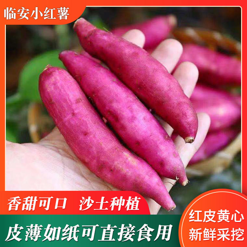 临安小香薯地里现挖地瓜红薯软糯红薯粥蒸红薯新鲜金手指小薯