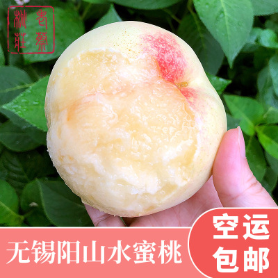 正宗无锡水蜜桃 阳山镇出产 首届种桃状元 单果6-7两 6只装 礼盒 新鲜水果 桃子 可撕皮滴水软桃
