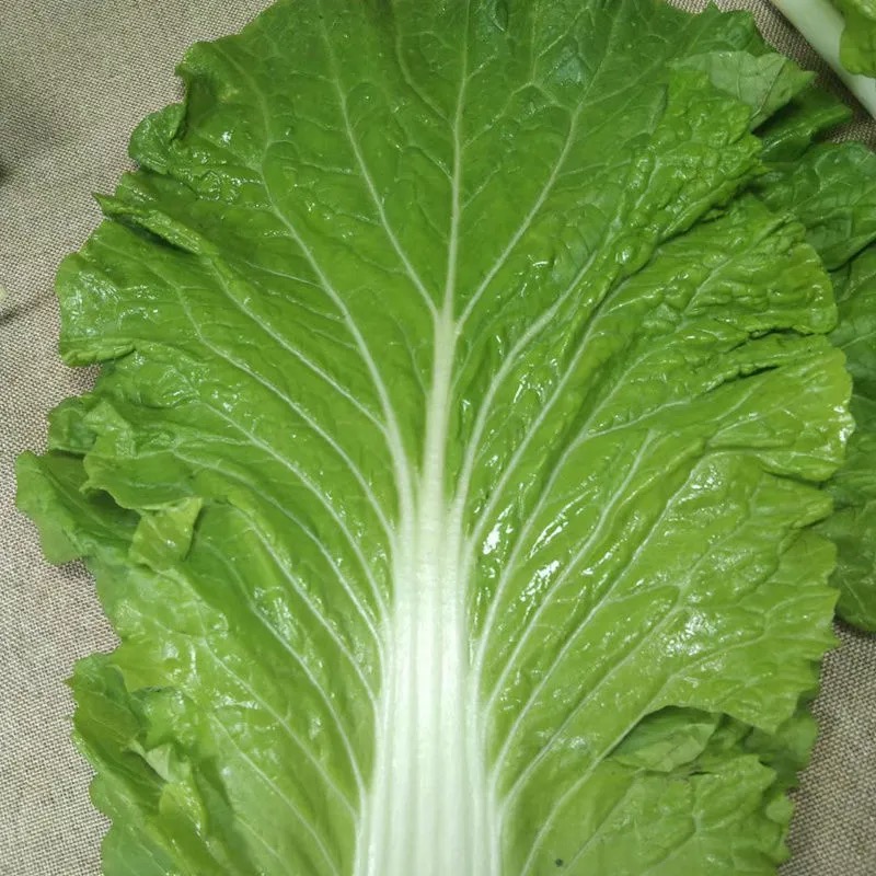 新鲜大白菜叶 东北农家蔬菜包饭包白菜叶子蘸酱菜20个叶