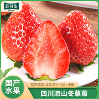 顺丰快递[苏鲜生]彩箱装 四川正宗大凉山露天草莓 小果 单果15g左右 净重2.4斤 (300g*4) 新鲜水果