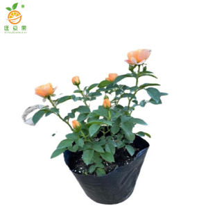 廷豪果 四季花 红粉黄 /颗