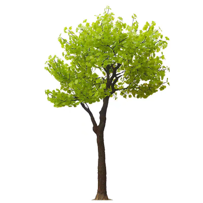 诚智旺 银杏树 9公分 /棵