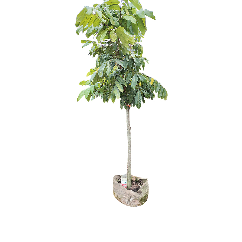 海铁科技龙眼树1.8-2.3米高/棵